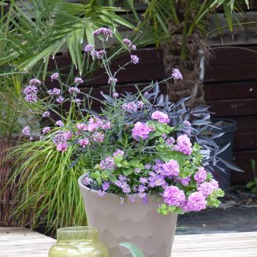 Colección Jardinera Lavanda - 5 variedades anuales