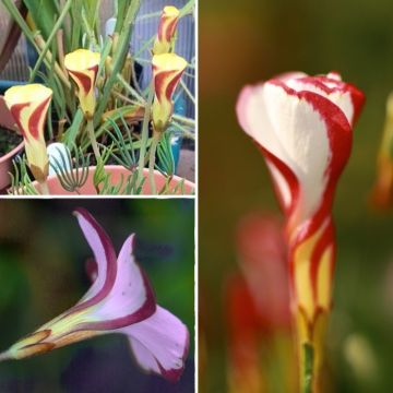 Colección Oxalis para el hogar o Oxalis de primavera. Colección Oxalis para el hogar o Oxalis de primavera.