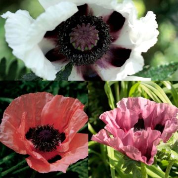 Colección de 3 amapolas orientales: Victoria Louise, Perry's White, Patty's Plum