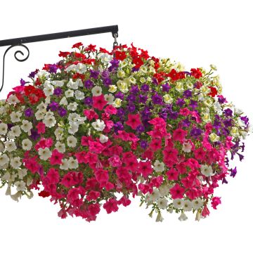Conjunto de 5 Petunias Surfinia sencillas