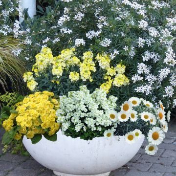 Colección primavera luz en amarillo y blanco
