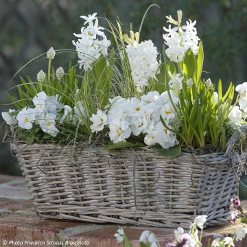 Colección Primavera Perfumada - Jardinera Blanca