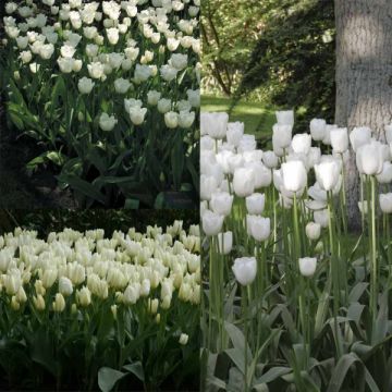 Pack 2 meses de Tulipanes Blancos
