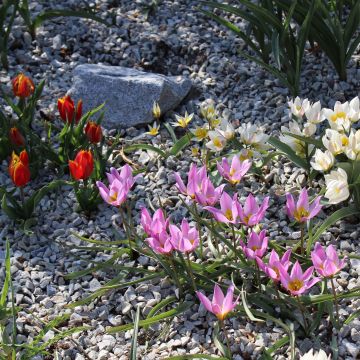 Colección de tulipanes de rocalla