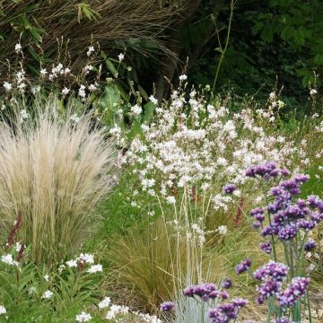 Colección 3 Viváceas indispensables para pleno sol