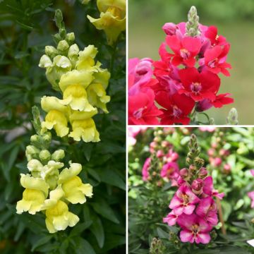 Colección Antirrhinum (Muflores)
