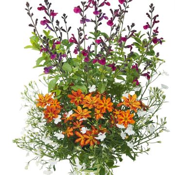 Composición Bee Licious - Conjunto de 3 plantas