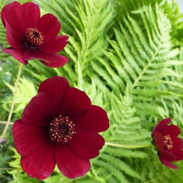 Flor de chocolate - Cosmos atrosanguineus