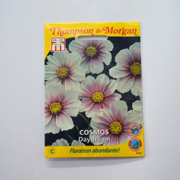 Cosmos bipinnatus Daydream