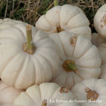 Calabacín Baby Boo Bio - Ferme de Sainte Marthe