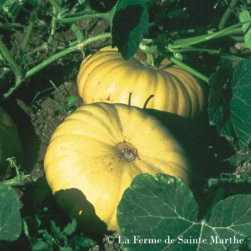 Calabacita amarilla Tancheese