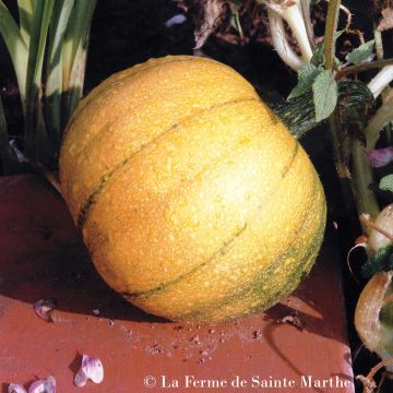Calabacín Petite sucrée