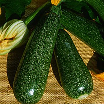 Calabacín Verte non coureuse Bio - Ferme de Sainte Marthe
