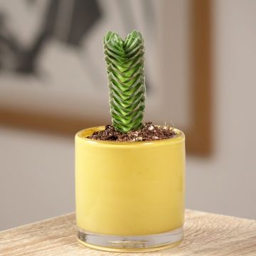 Crásula Buddha's Temple - Crassula pyramidalis