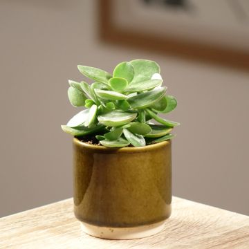 Árbol de Jade Money Maker - Crassula ovata