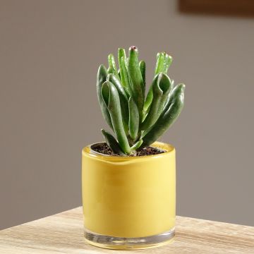 Crassula ovata Gollum (Coral)