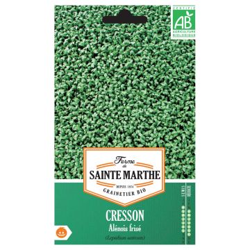 Mastuerzo Alénois Frisé