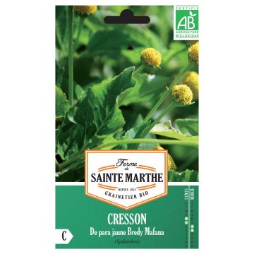 Jambú de Para amarilla Bredy Mafana