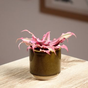 Cryptanthus Pink Star