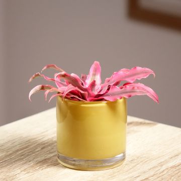 Cryptanthus Super Pink