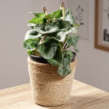 Cyclamen persicum blanco