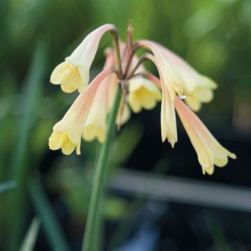 Cyrtanthus mackenii Cream White - Vallota