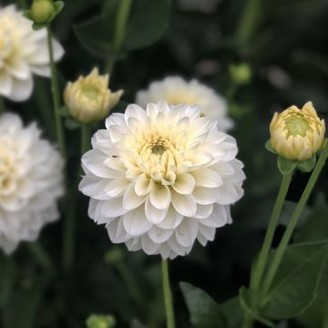 Dalia bola Polar Ice