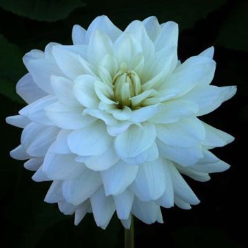 Dalia decorativa Snowstorm