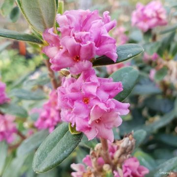 Daphne Sweetheart