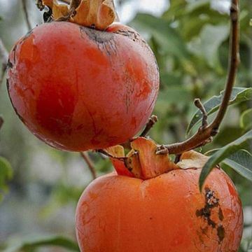 Caqui Cioccolatino Caqui Cioccolatino