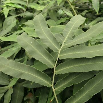 Dryopteris sieboldii - Helecho