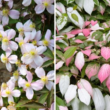 Dúo Chic - Clematis montana y Actinidia
