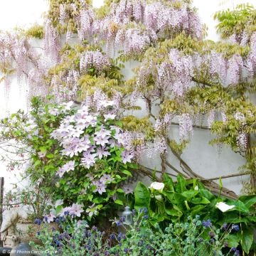 Dúo Dulzura - Clematis Nelly Moser y Glicinia rosa