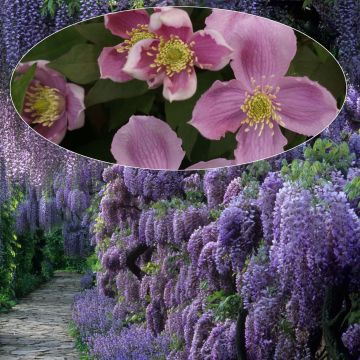 Dúo Las gigantes - Clematis montana Tetrarose y Glicinia