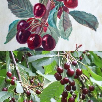 Dúo polinizador de guindas bigarreau Bio en raíces desnudas