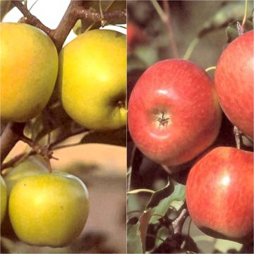 Dúo polinizador valores seguros de manzanos ecológicos