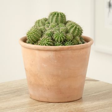 Echinopsis multiplex - Cactus