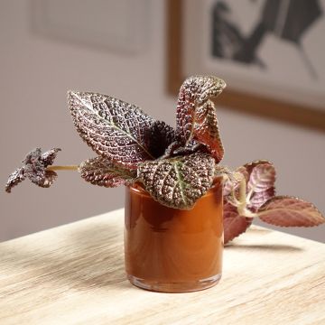 Episcia Country Brilliance