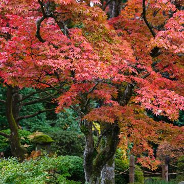 Arce japonés - Acer palmatum