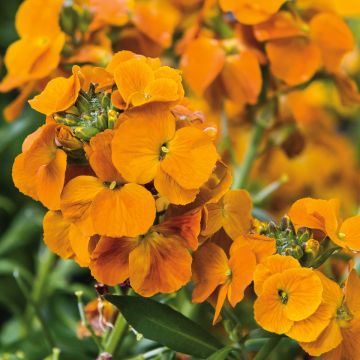 Erysimum Winter Spice - Alhelí