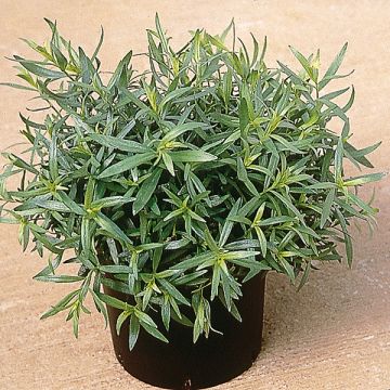 Estragón Tolergon - Artemisia dracunculus