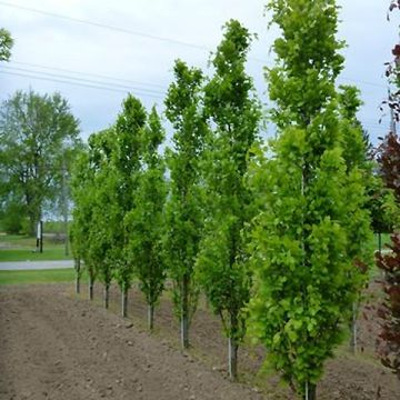 Haya común Dawyck - Fagus sylvatica