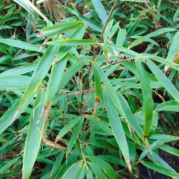 Fargesia robusta Wenchuan - Bambú no invasivo