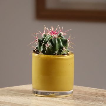 Ferocactus latispinus - Ferocacto