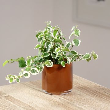 Ficus pumila Bellus