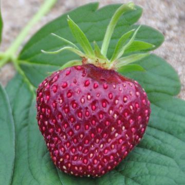 Fresa Cherry Berry