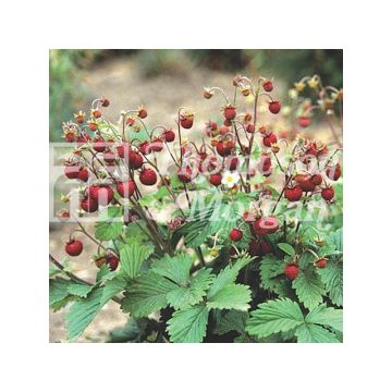Fresa Woodland
