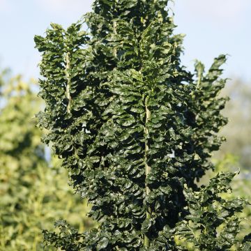 Fraxinus excelsior Crispa - Fresno norteño