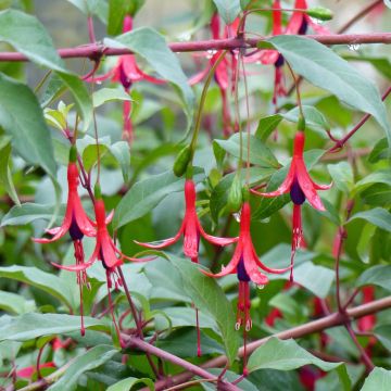 Fucsia regia Reitzii