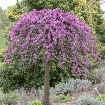 Redbud del este Cascading Hearts - Cercis canadensis